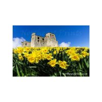 Daffodils at Warkworth Castle